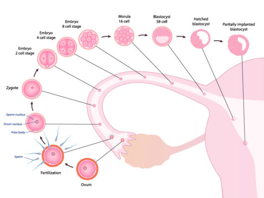 implantation-signs-and-symptoms